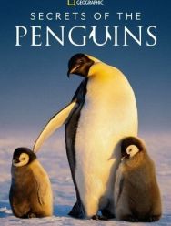 Secrets of the Penguins 1,2 сезон 1,2,3 серия