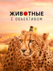 Животные с объективом