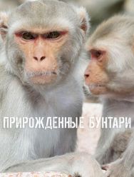 Прирожденные бунтари 1 сезон