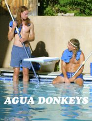 Agua Donkeys