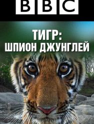BBC: Тигр – шпион джунглей 1 сезон