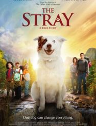 The Stray