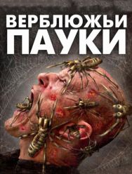 Верблюжьи пауки
